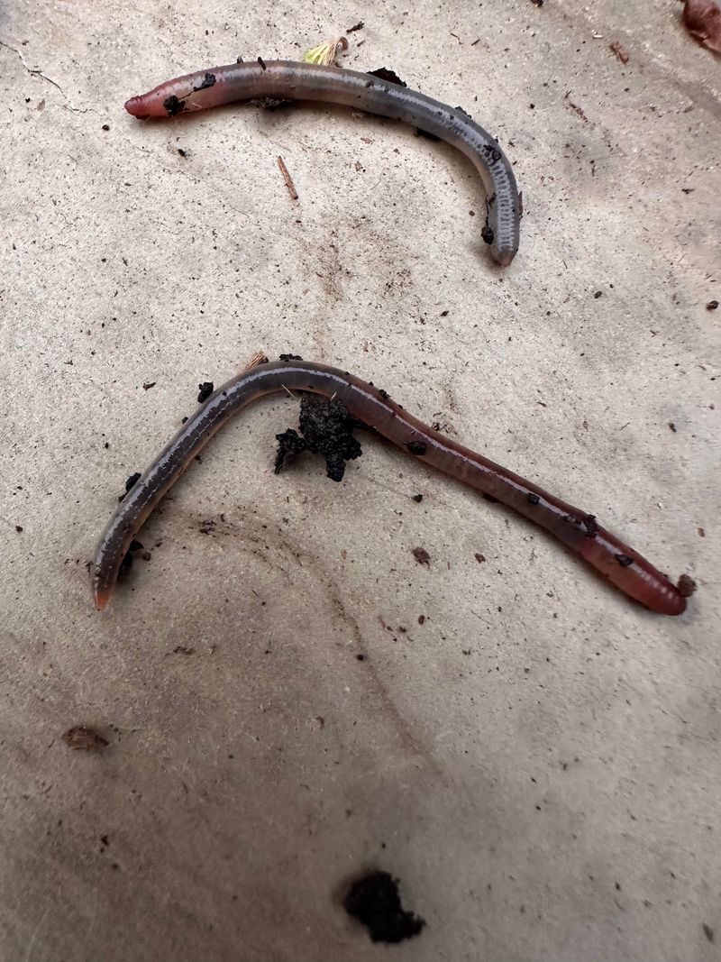 Where Jumping Worms Come From And How They Arrived In Indiana