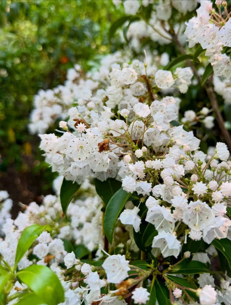 Where Mountain Laurel Grows In Virginia Where Mountain Laurel Grows In Virginia