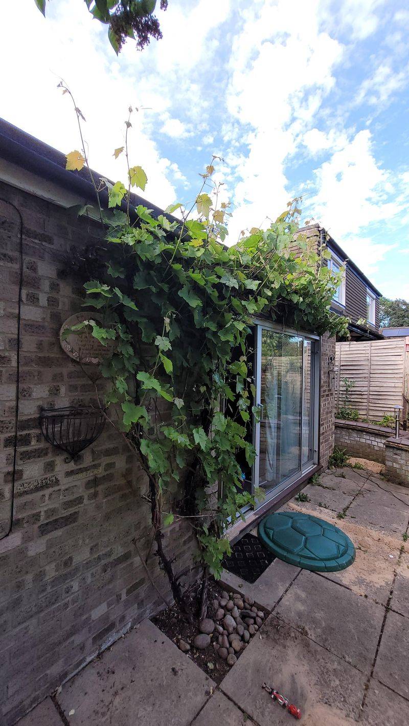 Where Never To Put A Fruiting Grapevine Where Never To Put A Fruiting Grapevine