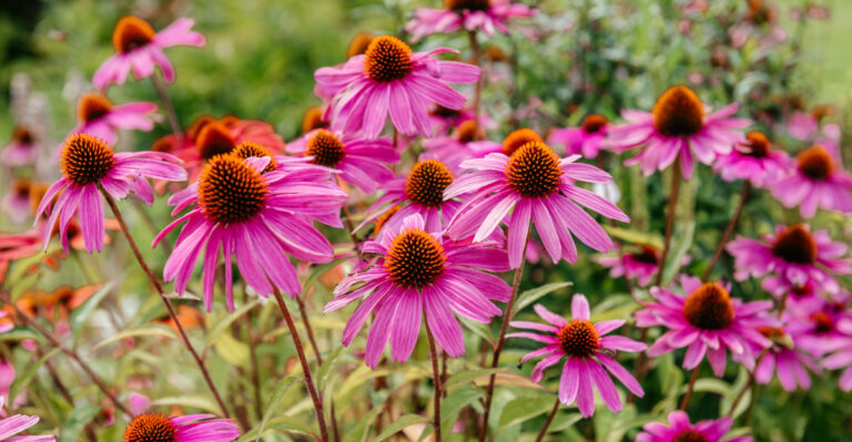 Image Credit: © Marinesea / Shutterstock