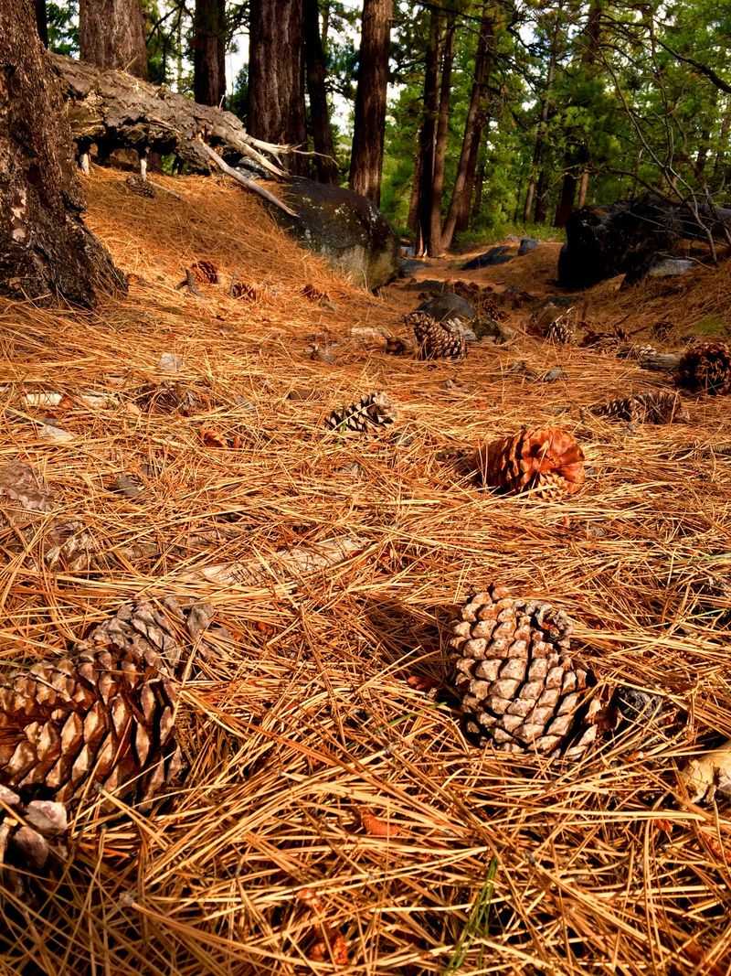 Where Pine Straw Makes More Sense In Virginia