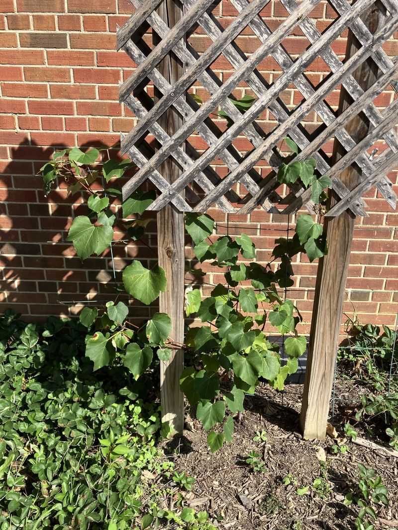 Where To Put Grapes Instead Where To Put Grapes Instead