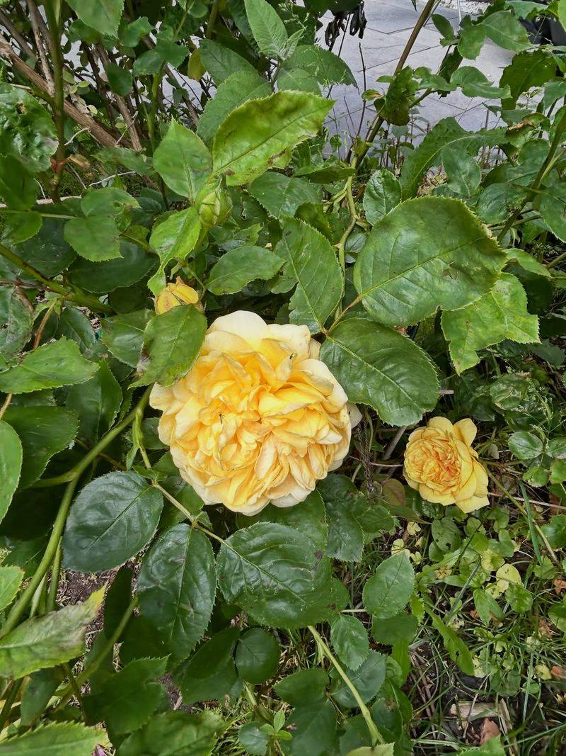 Where To Put Roses If You Still Love Them