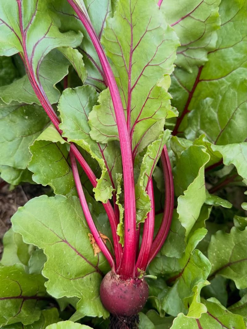 Which Fall Crops Maryland Gardeners Miss Out On Most