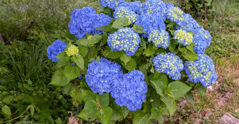 plant (featured image)
