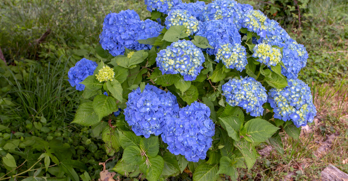 plant (featured image)
