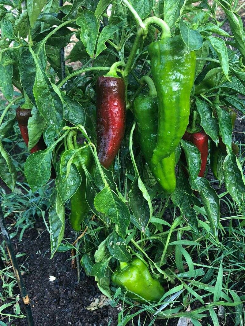 Which Pepper Varieties Handle Virginia Springs The Best