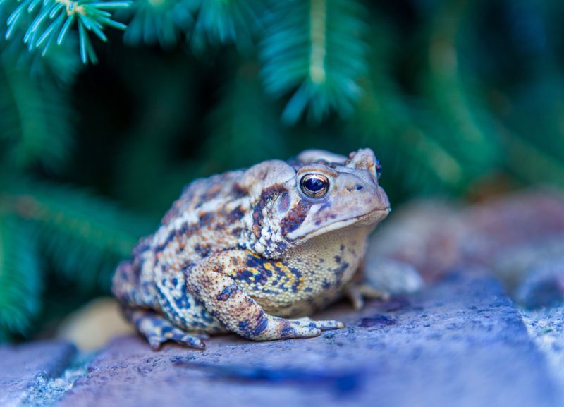 Which Toads You Are Most Likely Seeing In Maryland Which Toads You Are Most Likely Seeing In Maryland