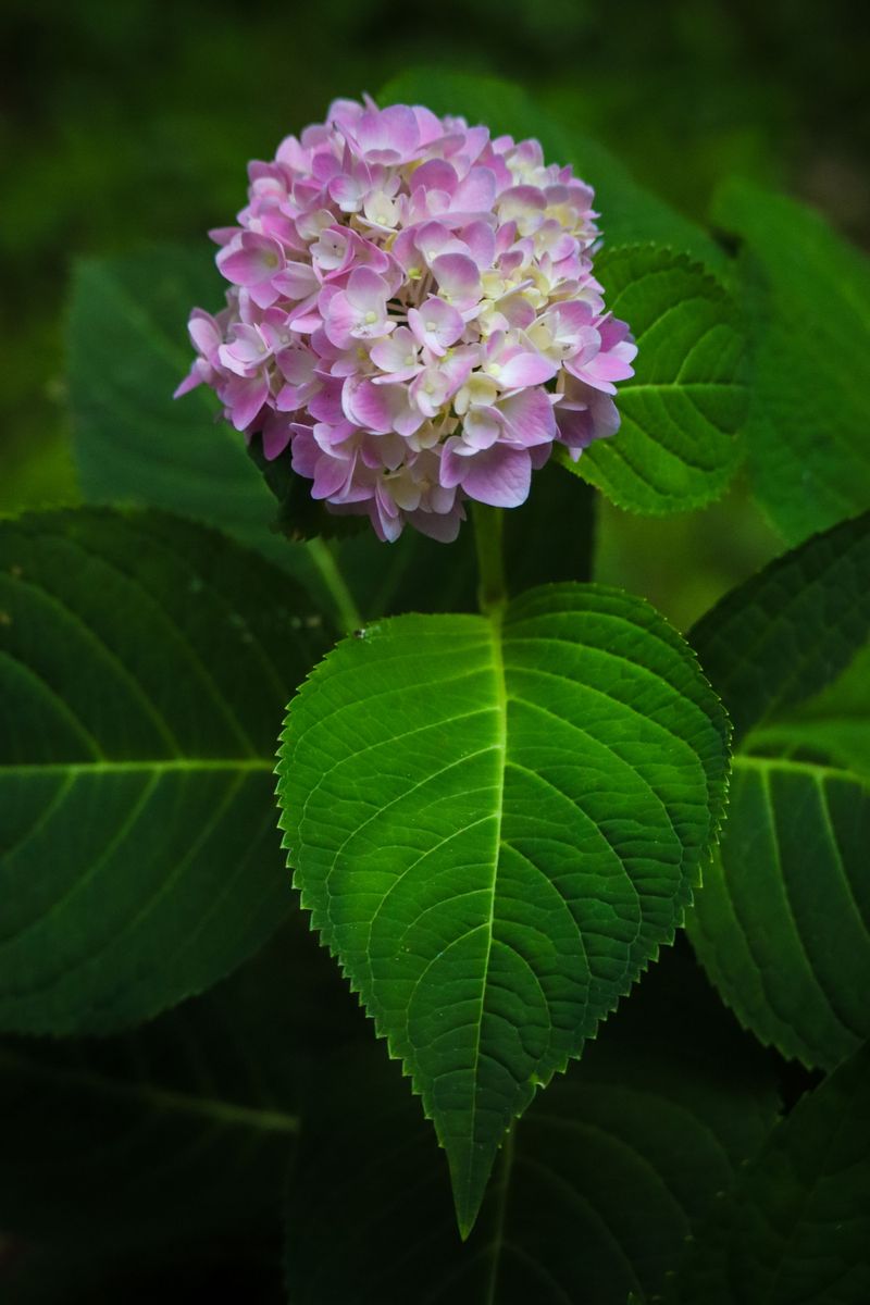 Which Virginia Hydrangea Types Are Most At Risk Which Virginia Hydrangea Types Are Most At Risk