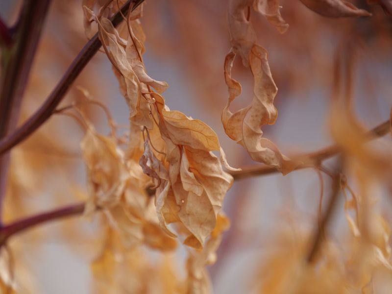 Which Wisconsin Plants Suffer The Most From Heat Scorch