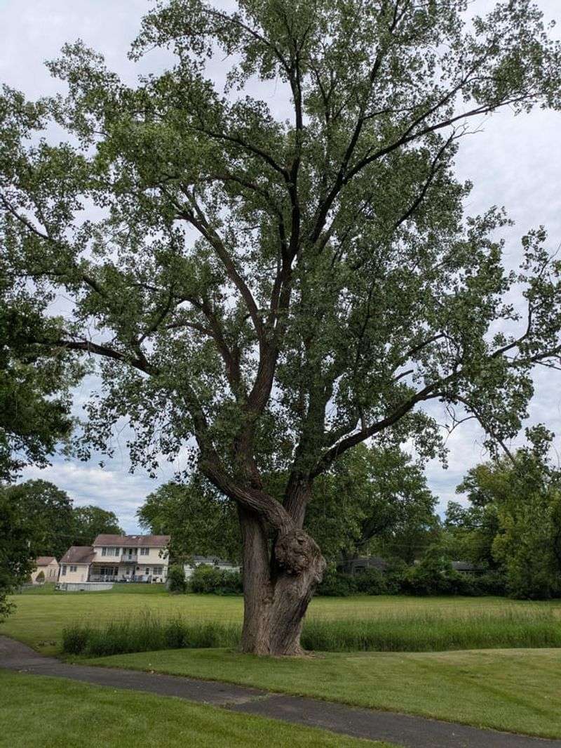 White Ash