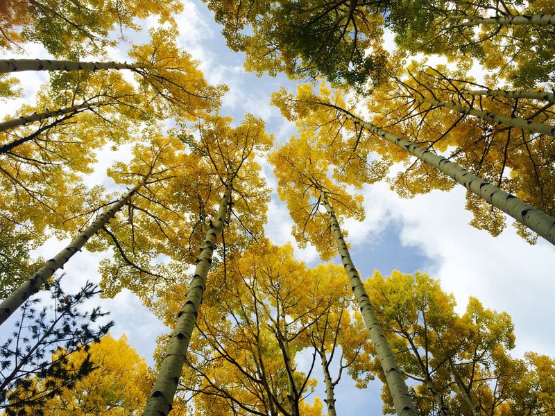 White Bark And Golden Fall Color Keep It Beautiful Year-Round White Bark And Golden Fall Color Keep It Beautiful Year-Round