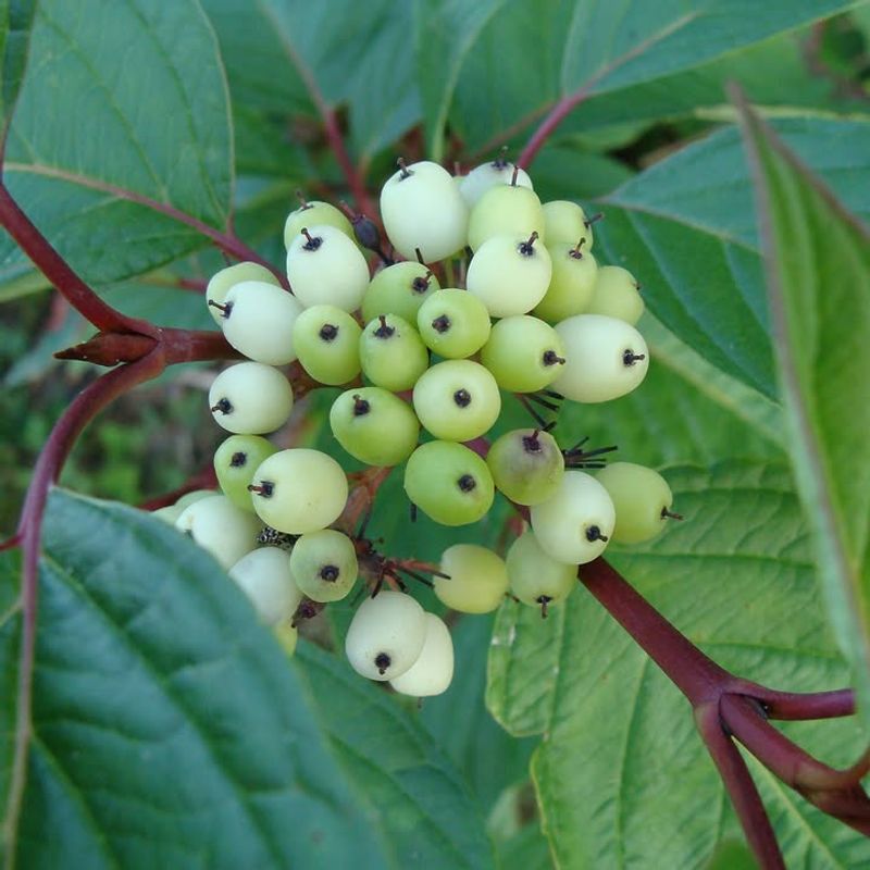 White Berries Bring Birds To The Border
