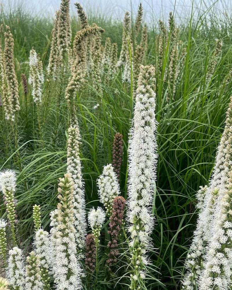 White Blazing Star (Liatris Spicata 'Alba')