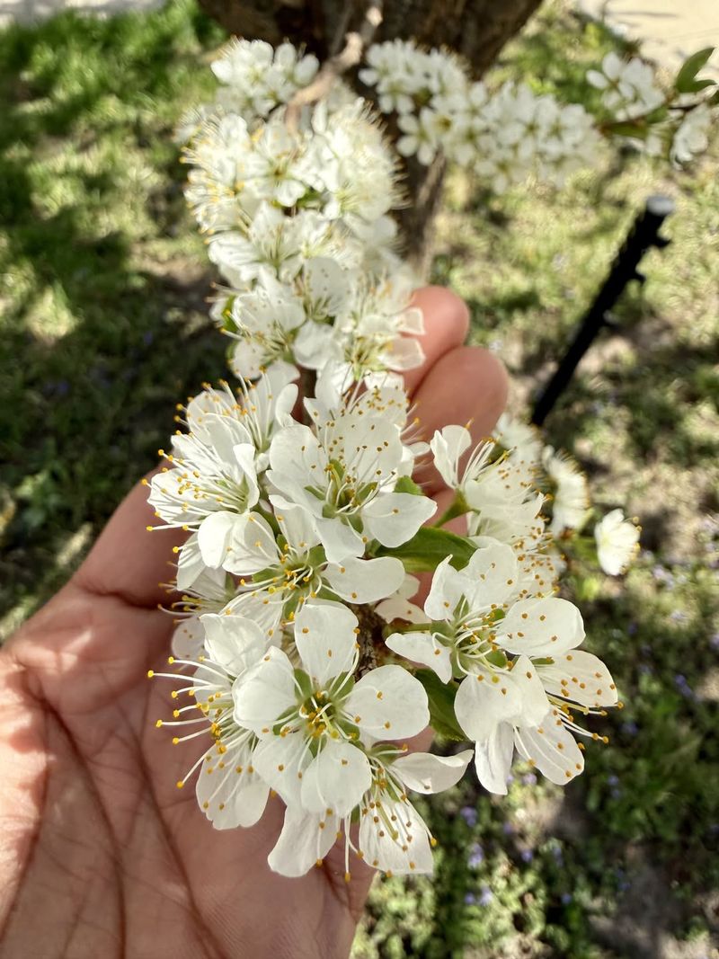 White Blooms Make This Native Tree Feel Intentional