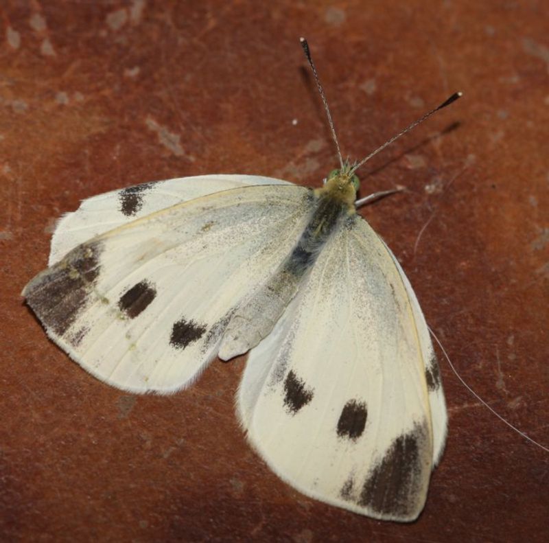 White Butterflies Signal Eggs Nearby