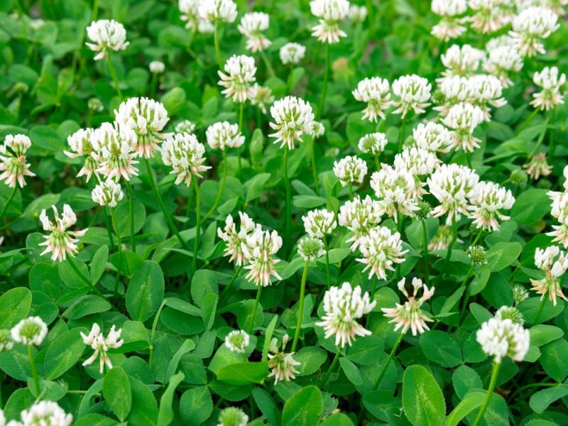 White Clover Deserves A Spot In Low-Chemical Ohio Lawns