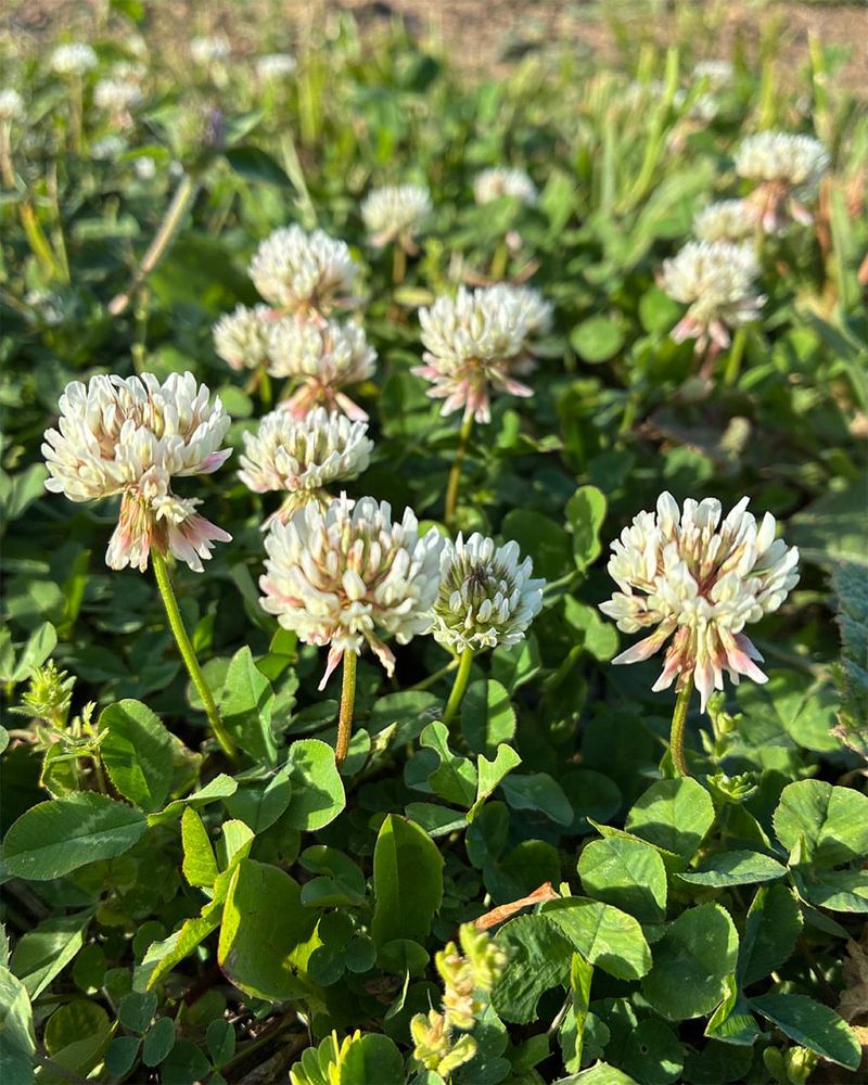 White Clover Is The Lawn Weed