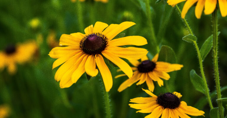 White Coating On Black-Eyed Susans Is A Common June Problem In Minnesota
