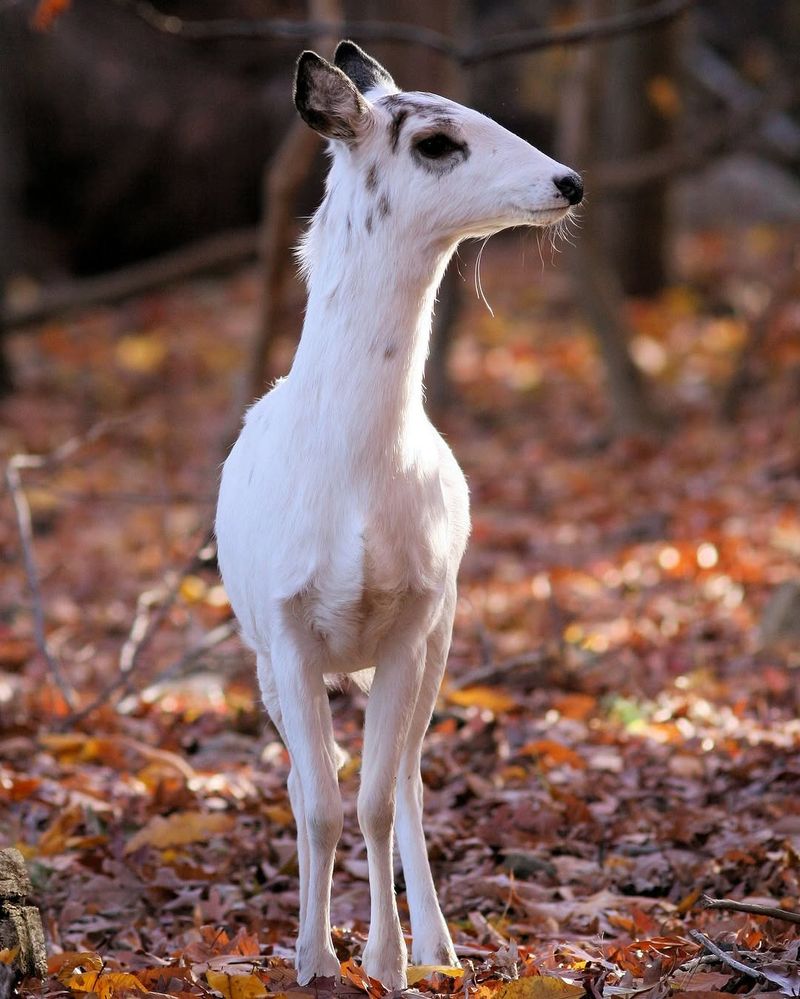 White Coloring Can Come From Different Genetic Conditions