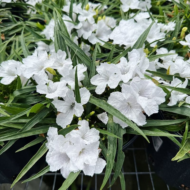 White Dwarf Ruellia (Ruellia Brittoniana 'Blanca')