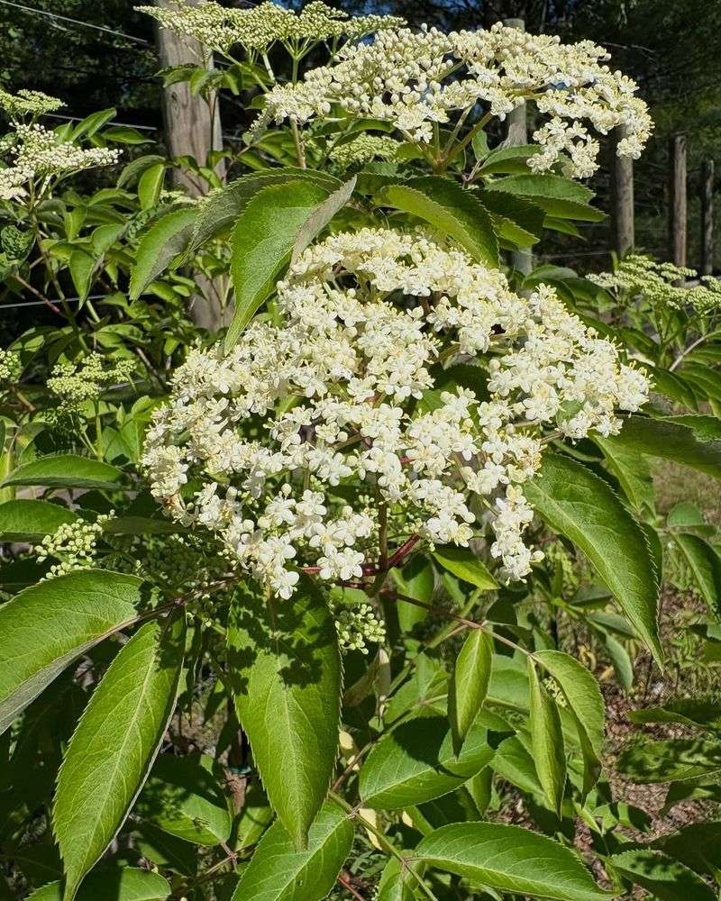 White Flower Clusters Add Early Season Interest White Flower Clusters Add Early Season Interest