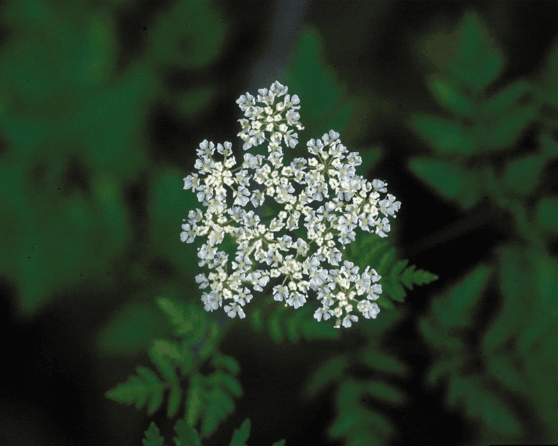 White Flower Clusters Turn Small Patches Into Big Warnings White Flower Clusters Turn Small Patches Into Big Warnings
