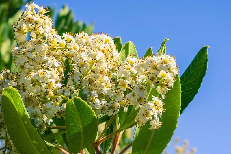 White Flowers Add Summer Interest