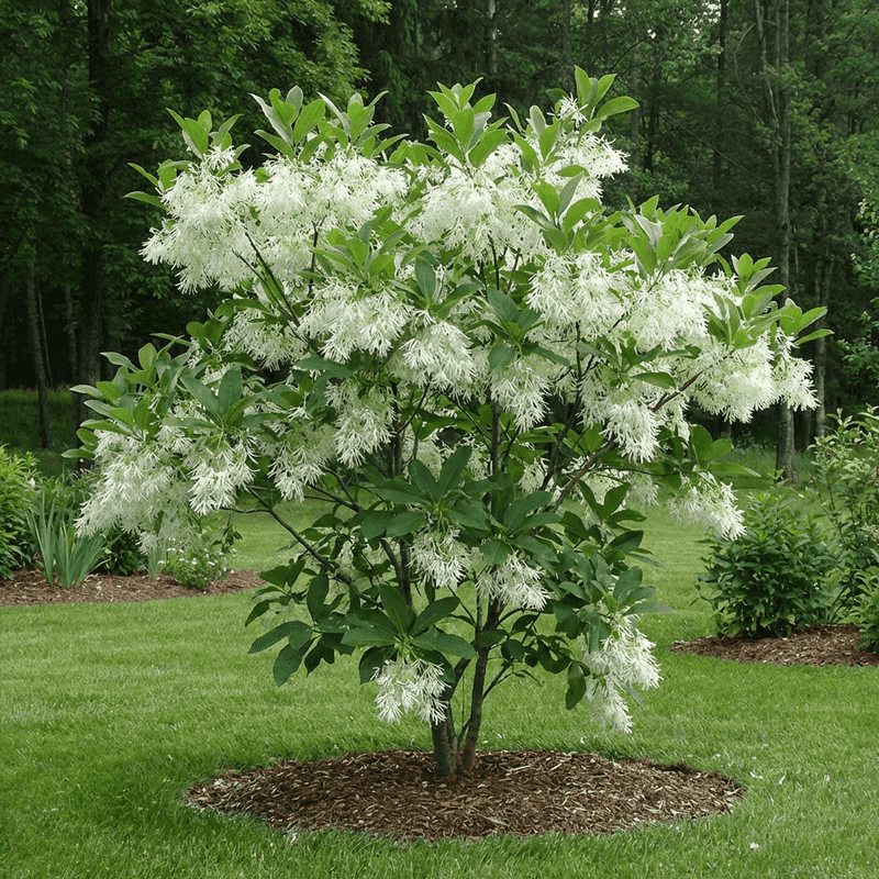White Fringetree Adds White Flowers