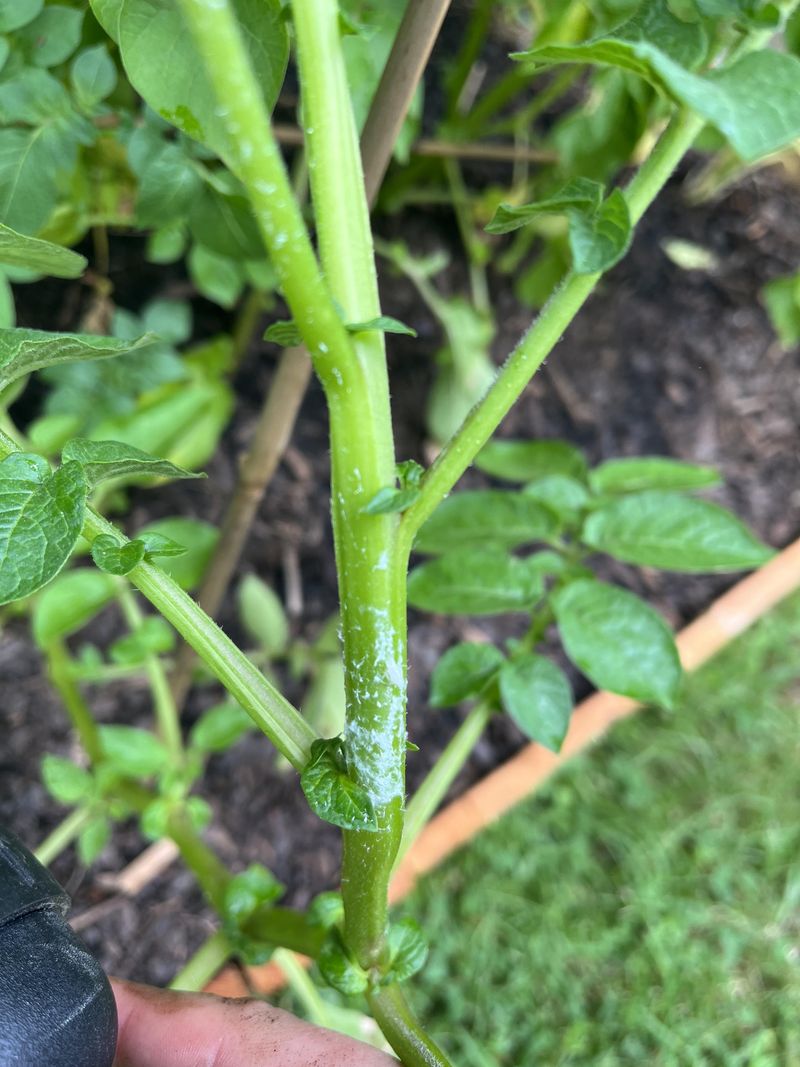 White Fuzzy Growth On Leaf Undersides