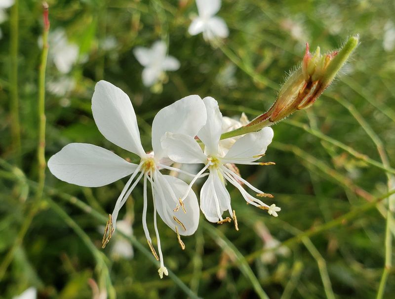 White Gaura (Oenothera Lindheimeri)
