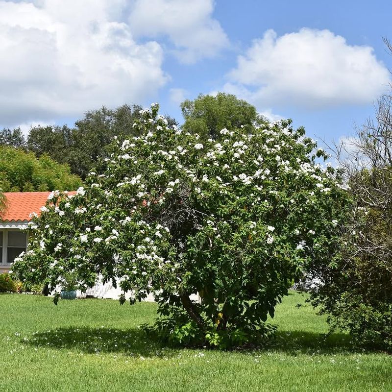 White Geiger Tree Fits Warm Small Gardens White Geiger Tree Fits Warm Small Gardens