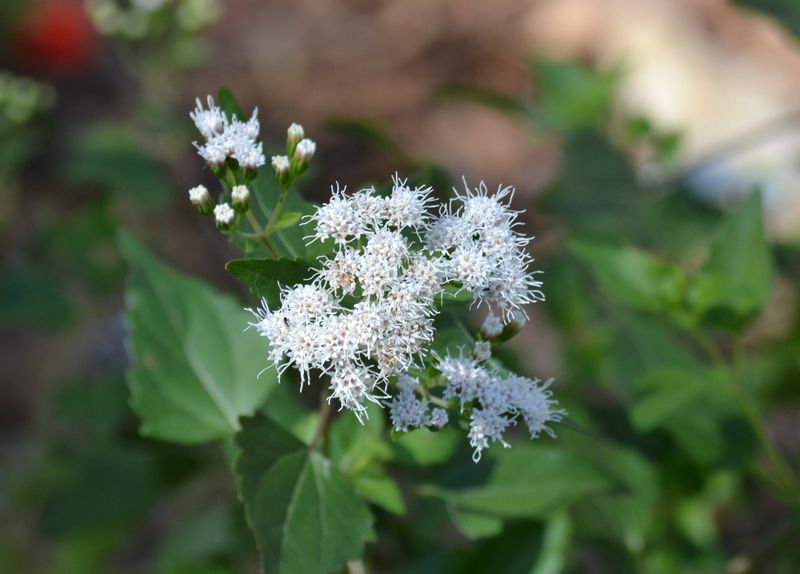 White Mistflower (Ageratina Havanensis)