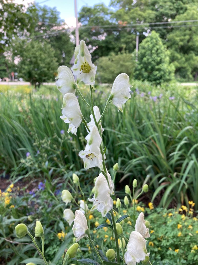 White Monkshood