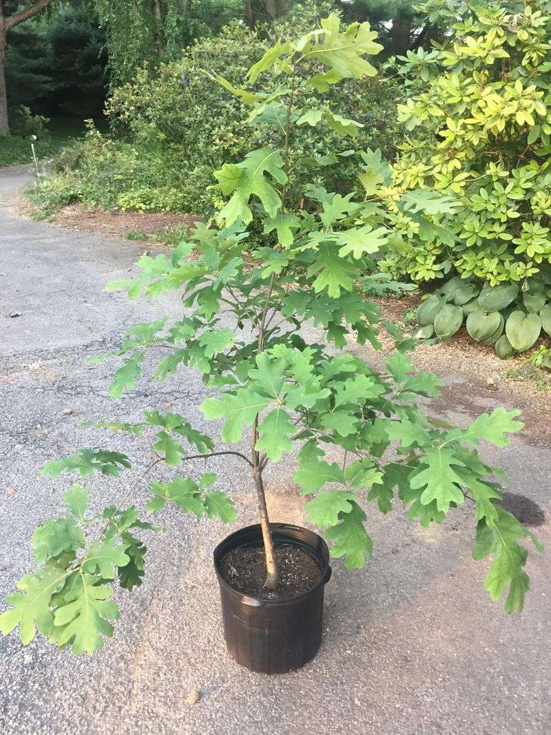 White Oak