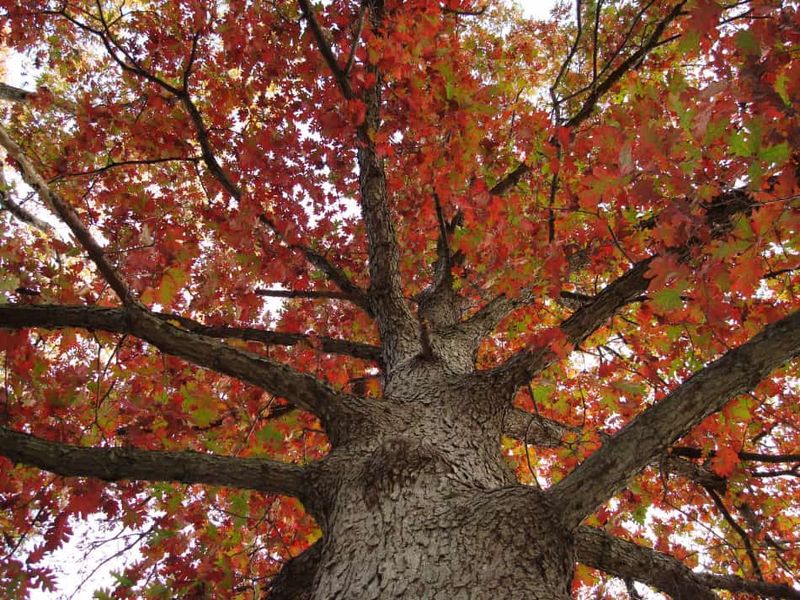 White Oak Feeds Birds With Insects And Acorns