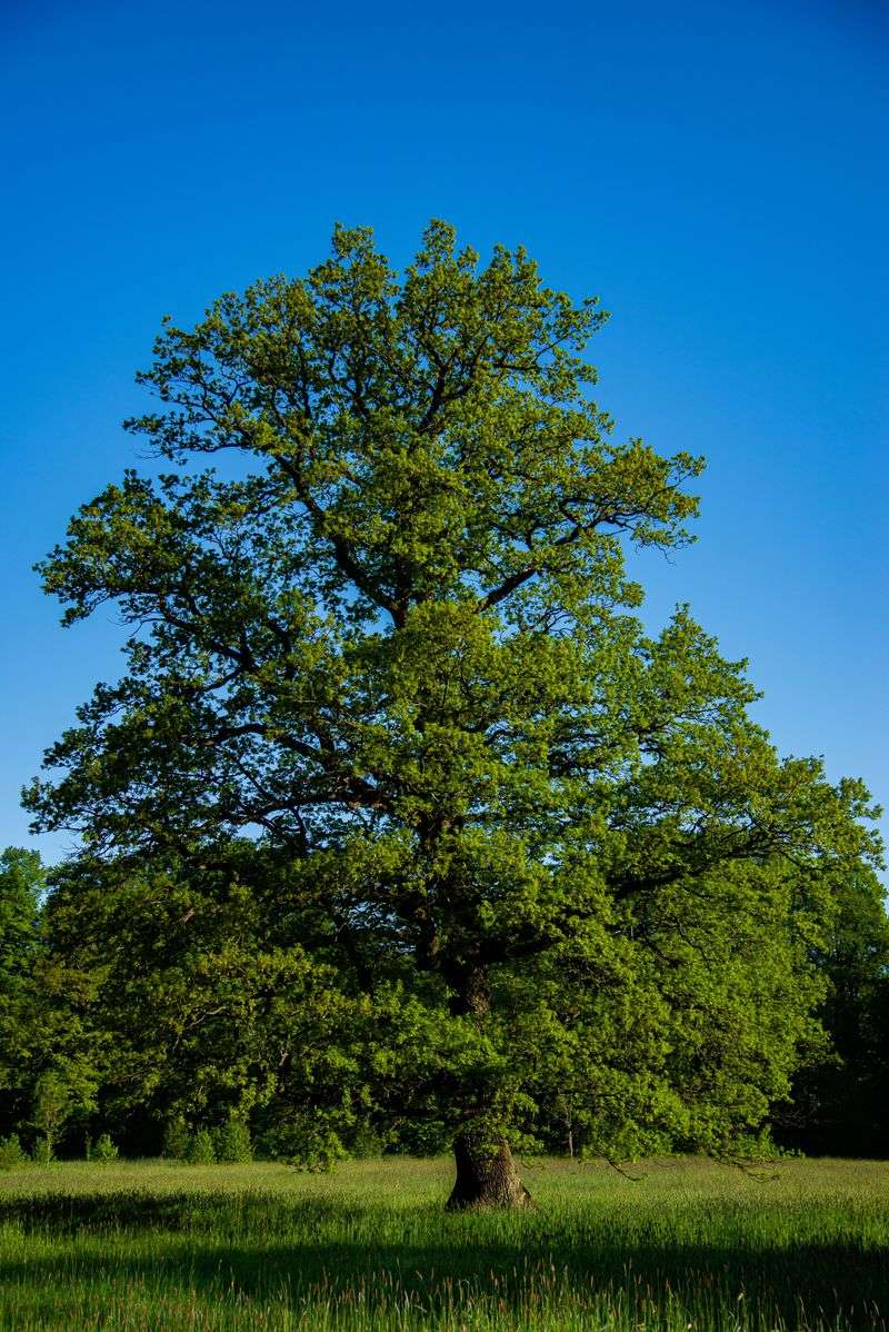 White Oak
