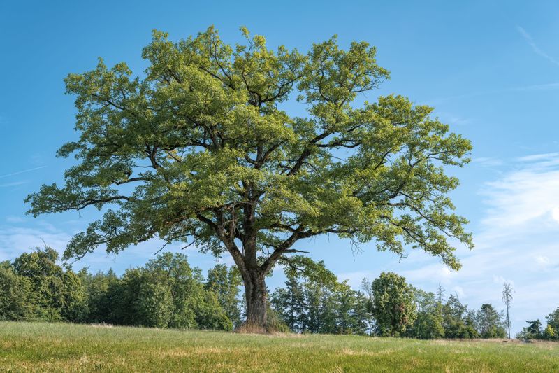 White Oaks Are Not Risk Free