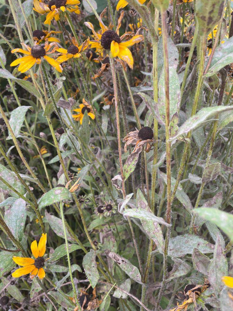 White Powder On Black-Eyed Susans In June Has A Reason