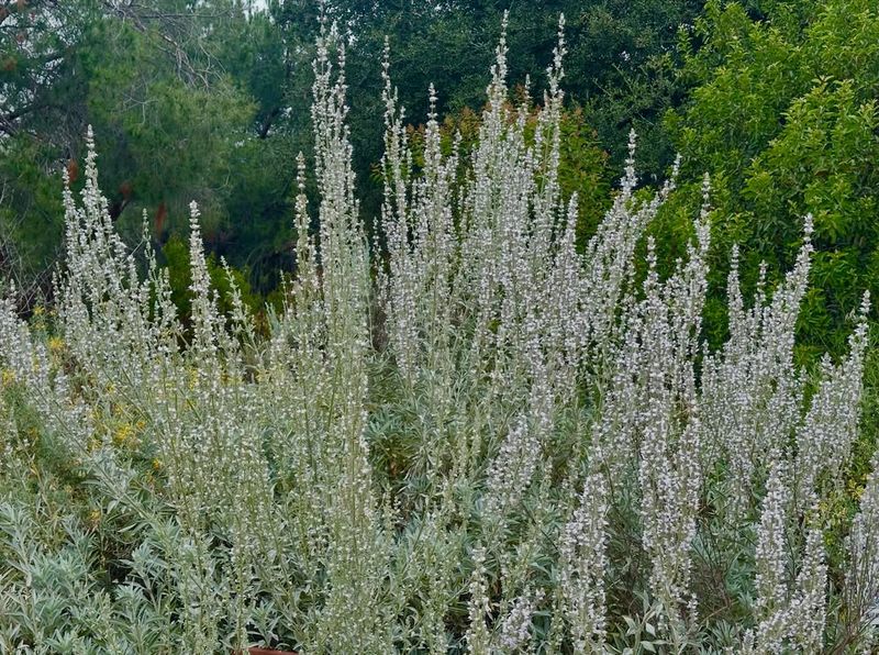 White Sage Adds Silvery Leaves And Powerful Scent White Sage Adds Silvery Leaves And Powerful Scent