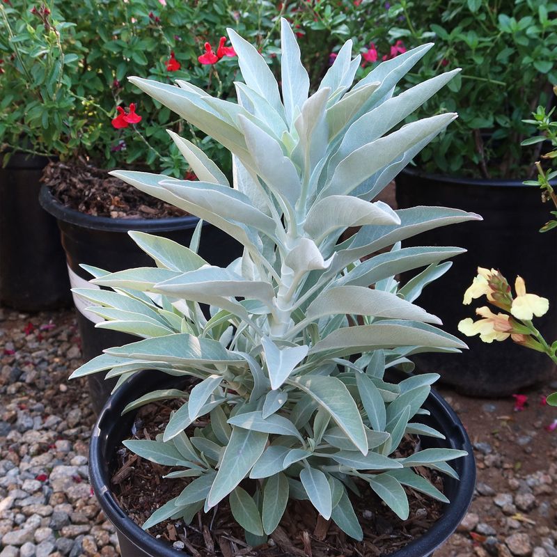 White Sage