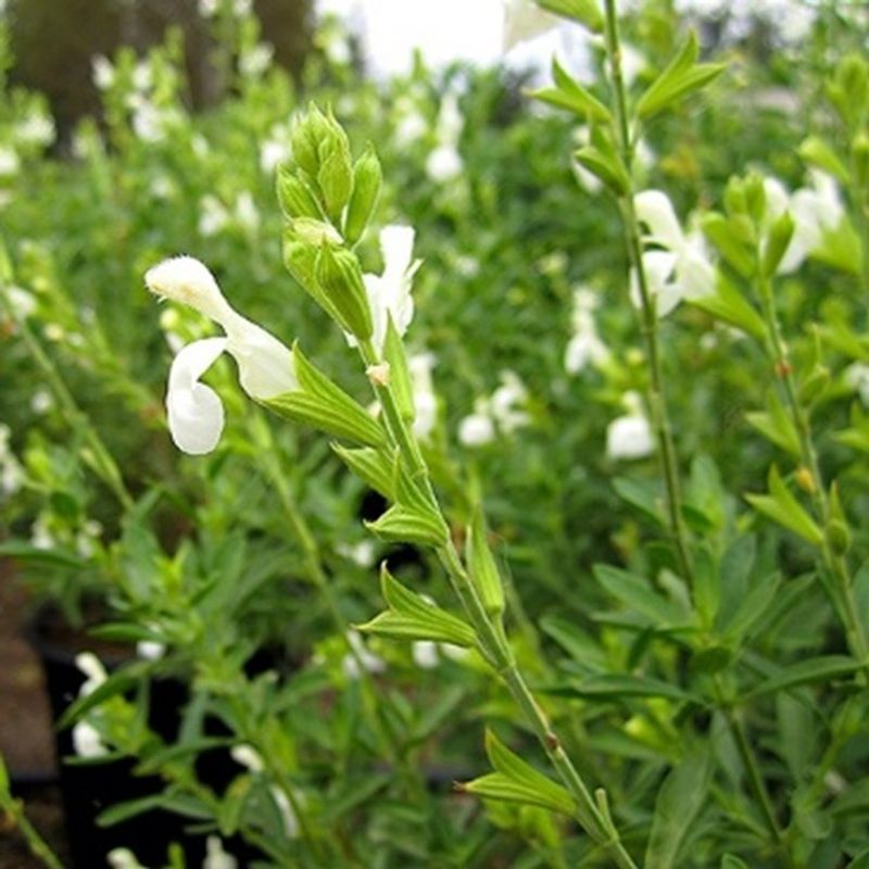 White Salvia (Salvia Greggii 'White')