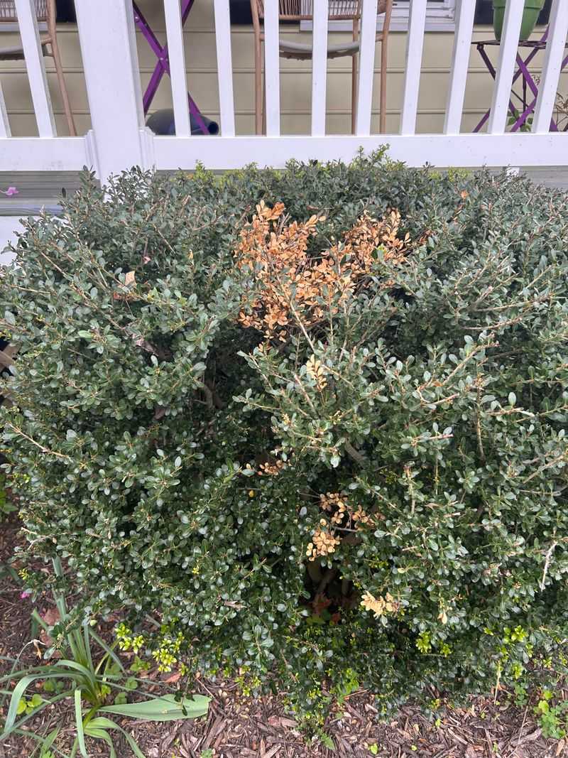 White Sporulation On The Underside Of Leaves 