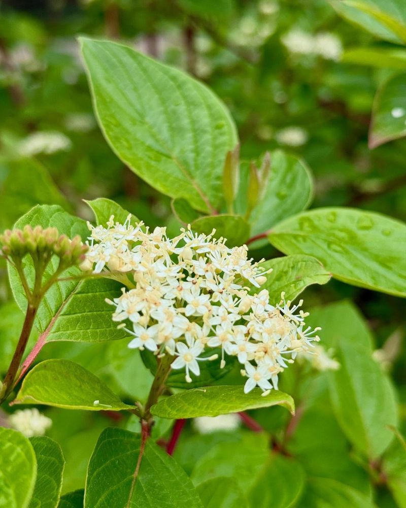 White Spring Flowers Start The Show Early White Spring Flowers Start The Show Early