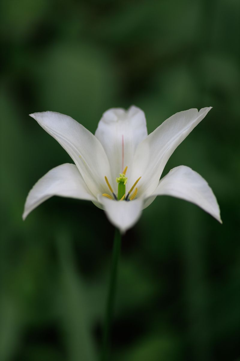 White Trout Lily