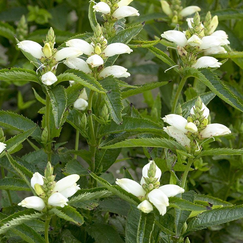 White Turtlehead Handles Moist Shade White Turtlehead Handles Moist Shade