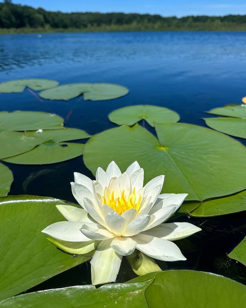 White Water-Lily Adds Floating Cover