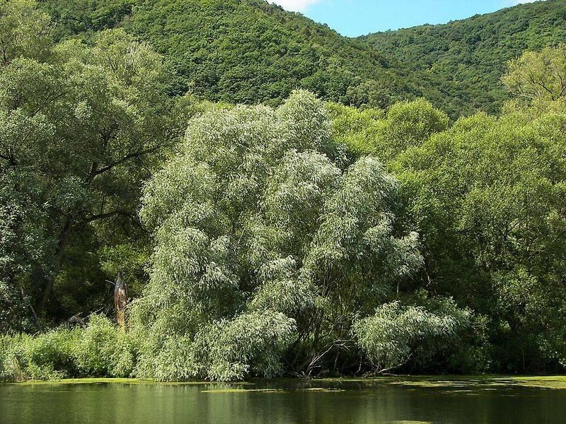 White Willow Needs Space Away From Walkways