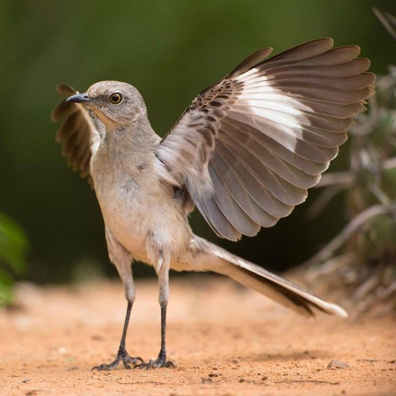 White Wing Flashes Give It Away White Wing Flashes Give It Away