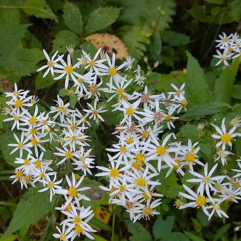 White Wood Aster Blooms Late